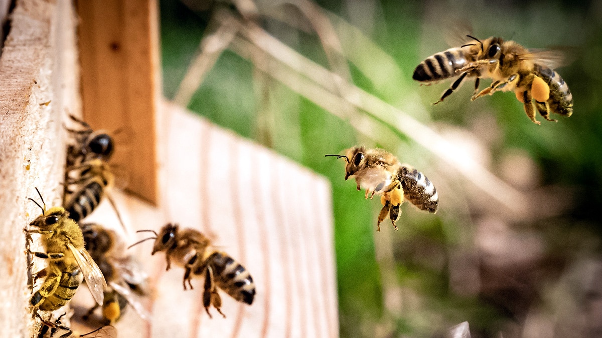  honeybees odd even numbers