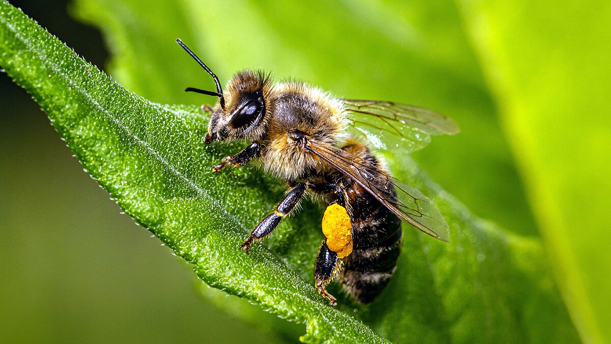  honeybees odd even numbers