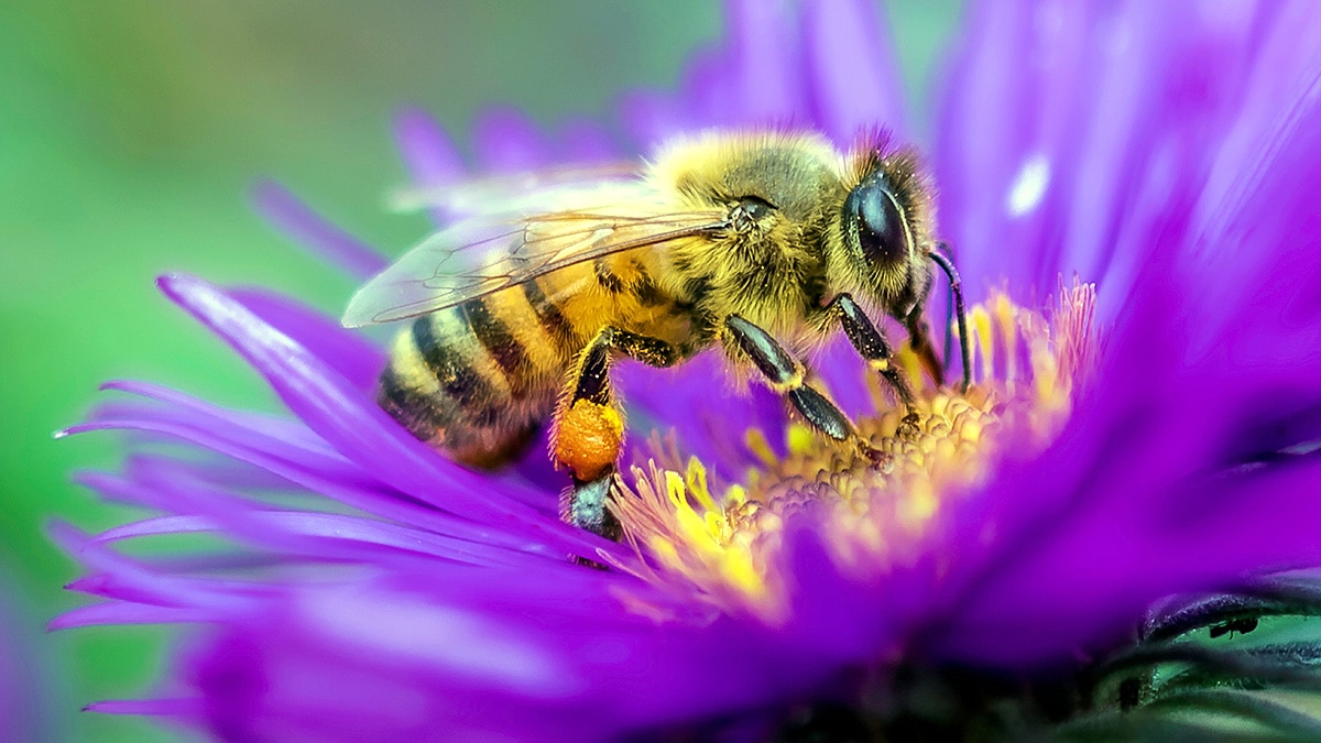  honeybees odd even numbers