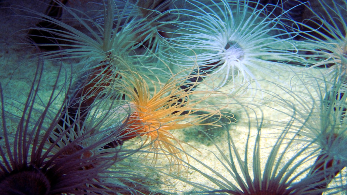 Humans sea anemones