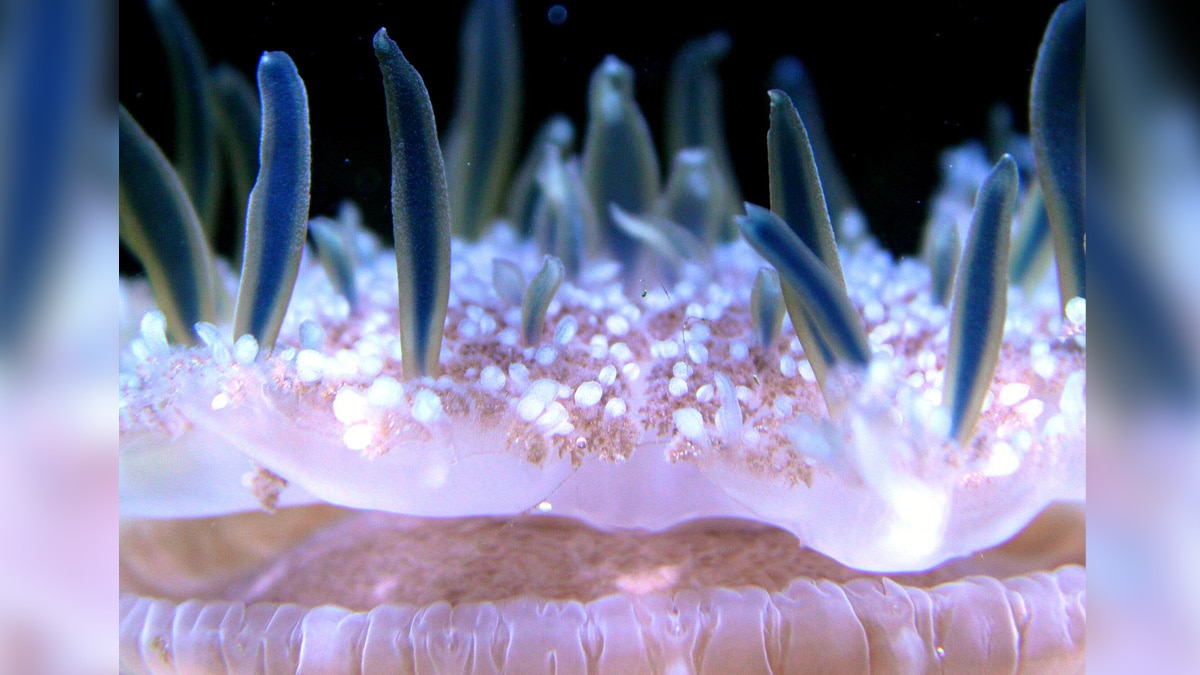 Humans sea anemones