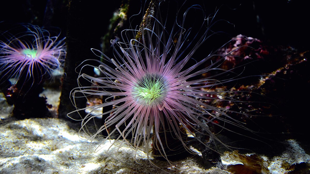 Humans sea anemones