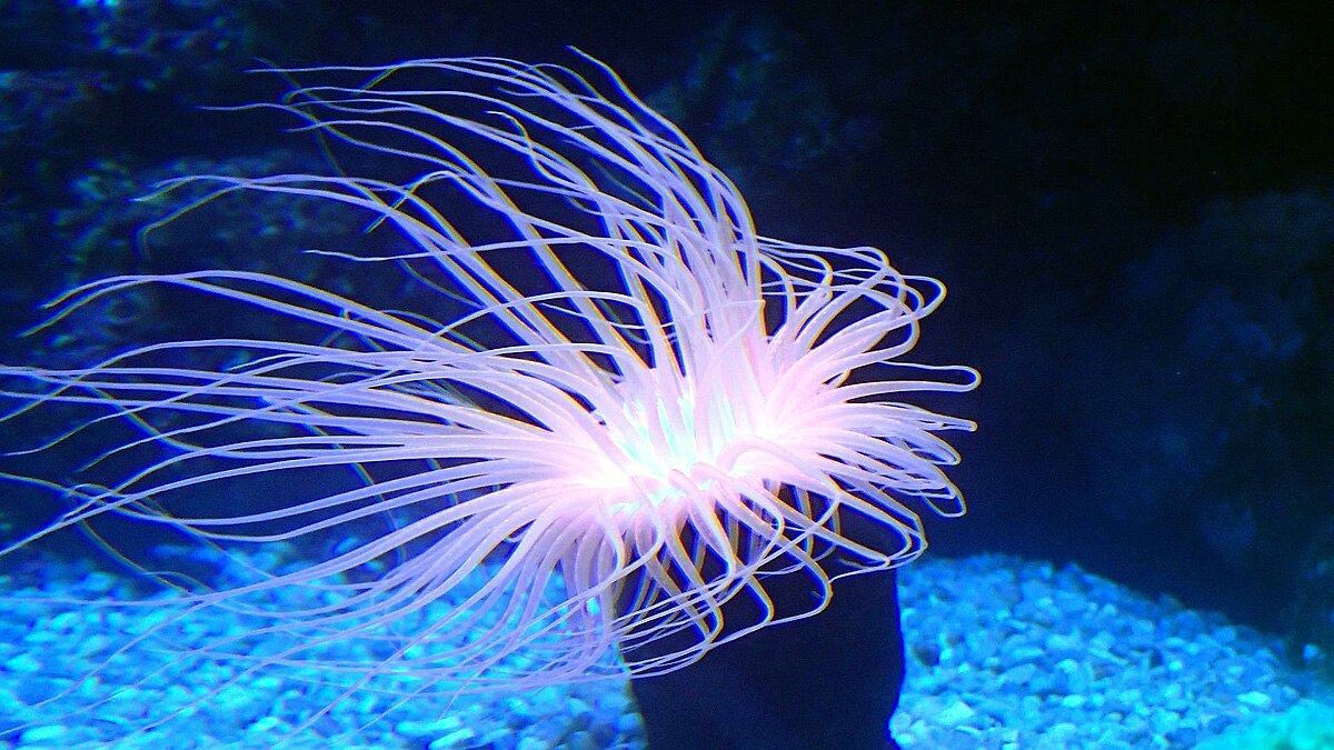 Humans sea anemones