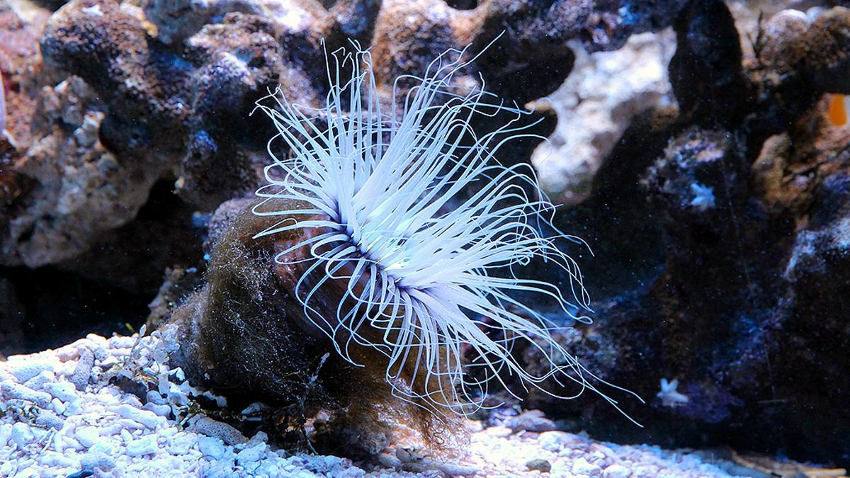 Humans have genetic link with sea anemones