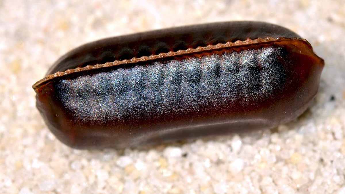 How Cockroaches Survive?