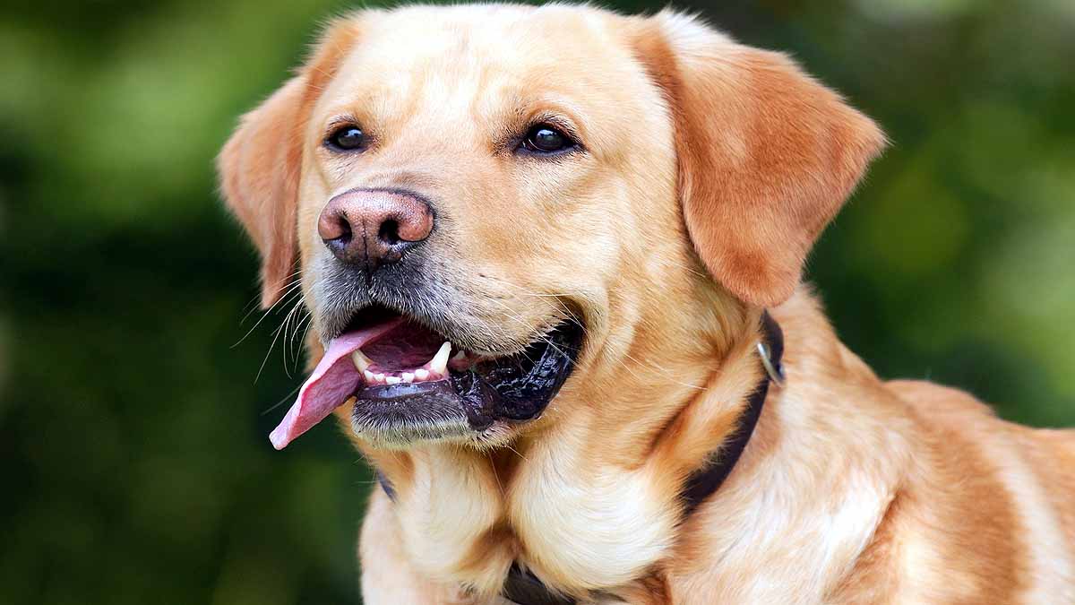 Dogs breed & behavior