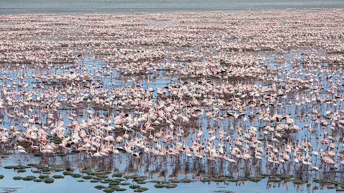Deadly Lake Natron Tanzania