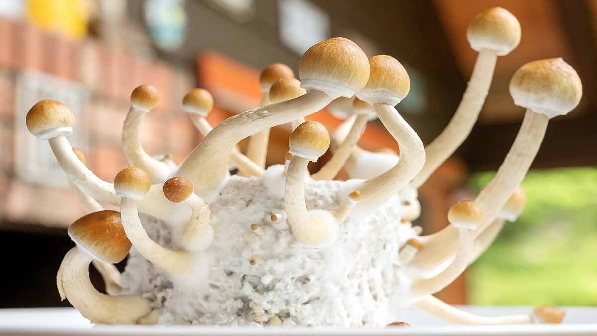 Magic mushroom treat depression