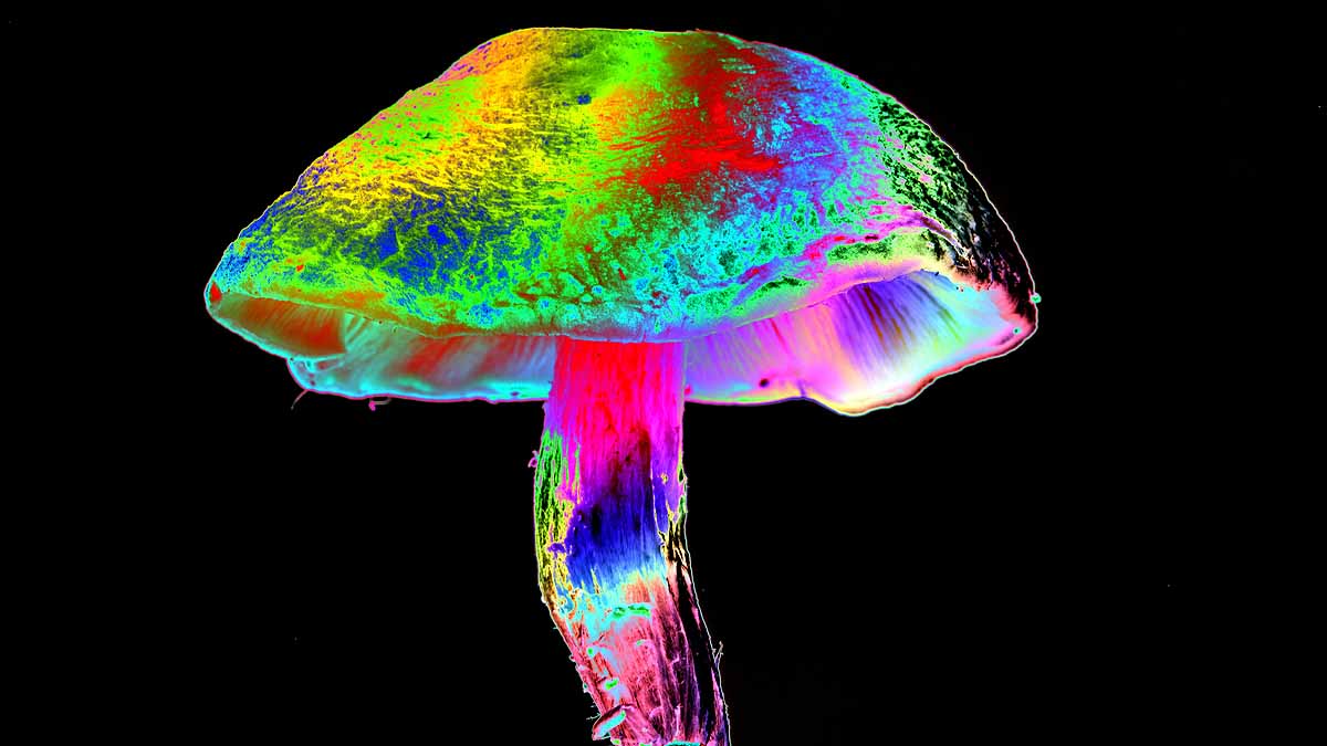 Magic mushroom treat depression