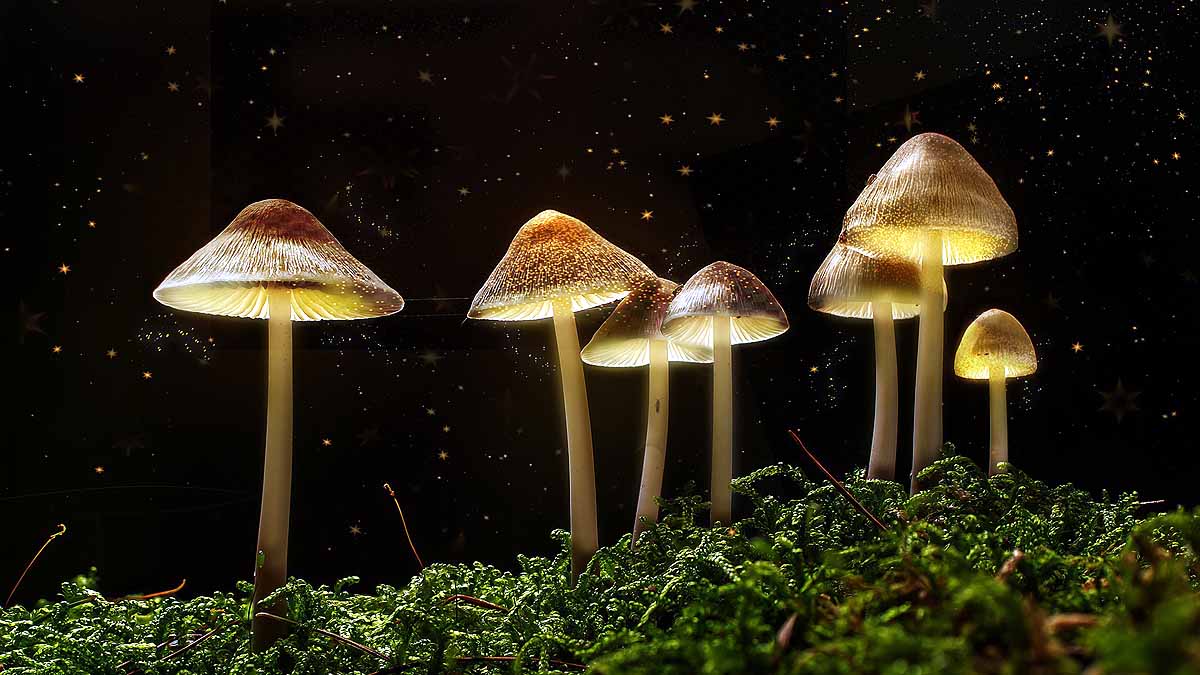 Magic mushroom treat depression