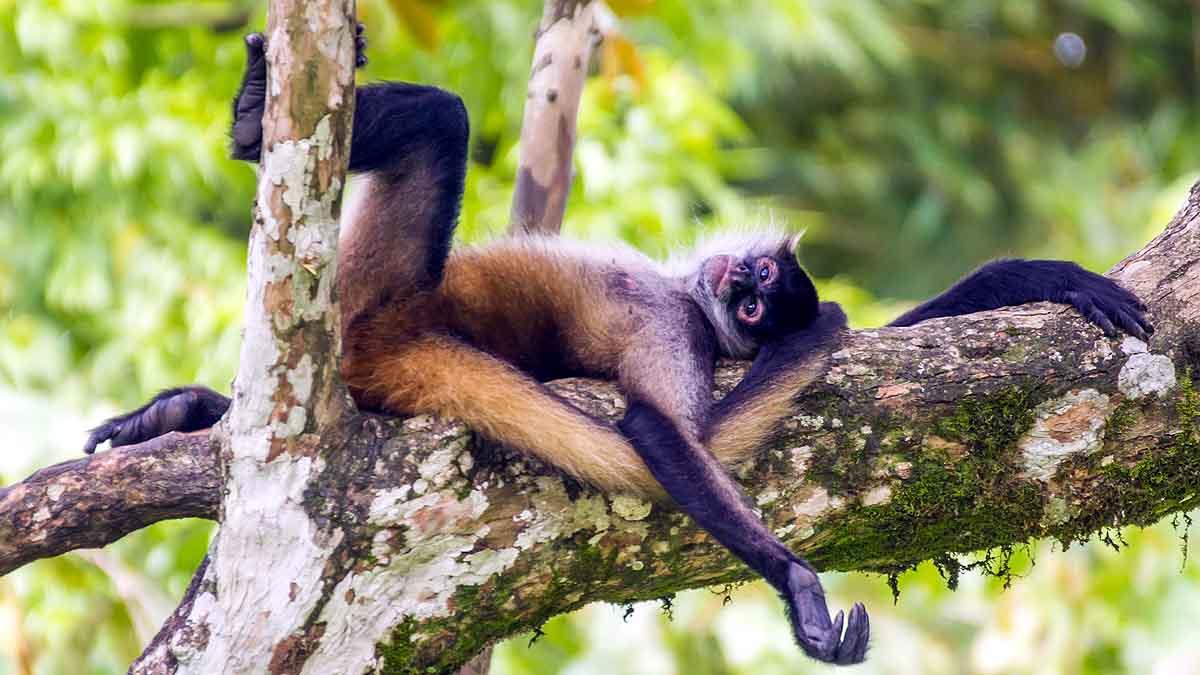 Boozy Monkey Human Alcohol