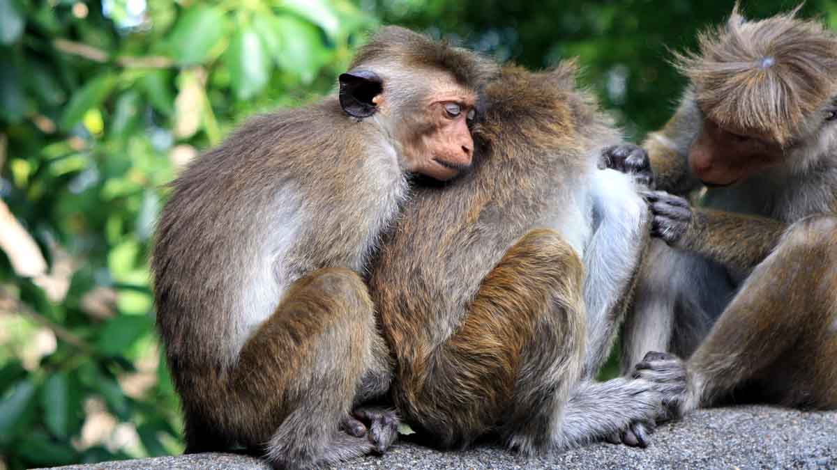 Boozy Monkey Human Alcohol