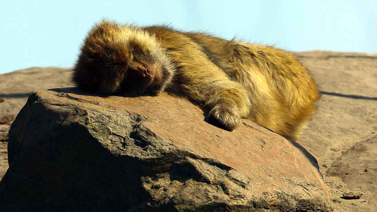 Boozy Monkey Human Alcohol