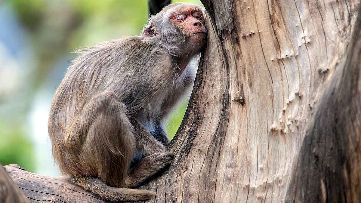 Boozy Monkey Human Alcohol