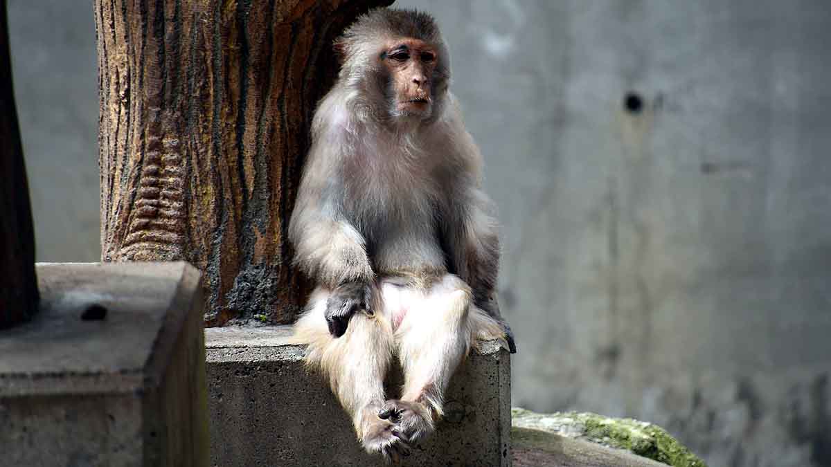 Boozy Monkey Human Alcohol