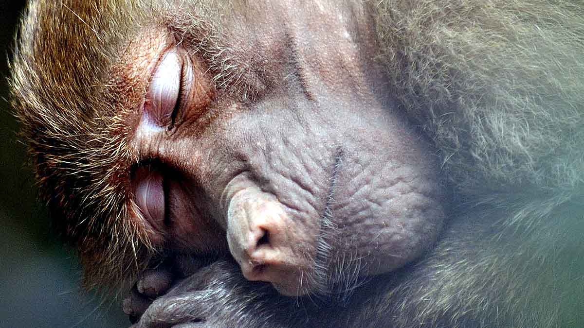 Boozy Monkey Human Alcohol