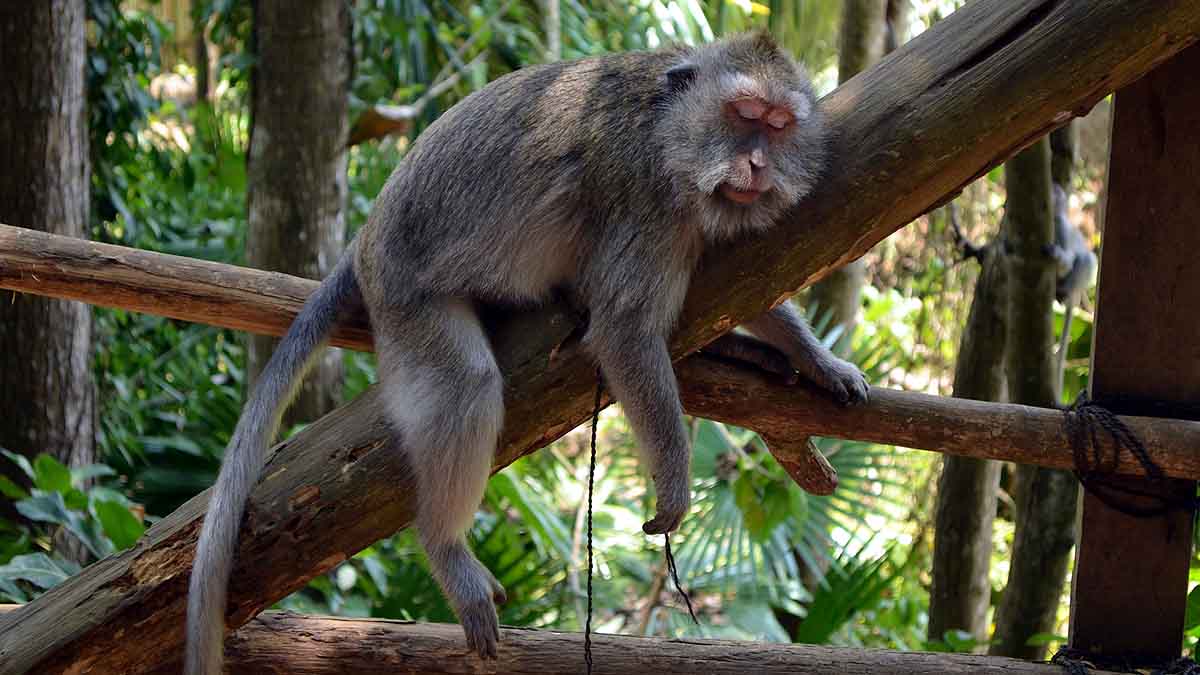 Boozy Monkey Human Alcohol