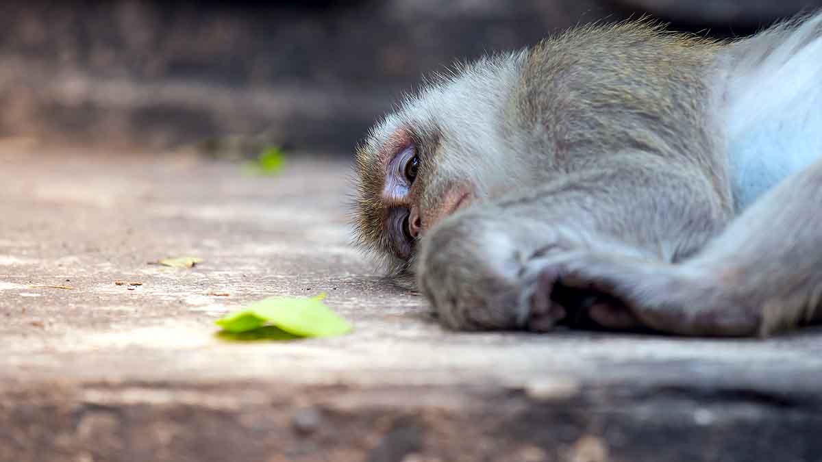 Boozy Monkey Human Alcohol