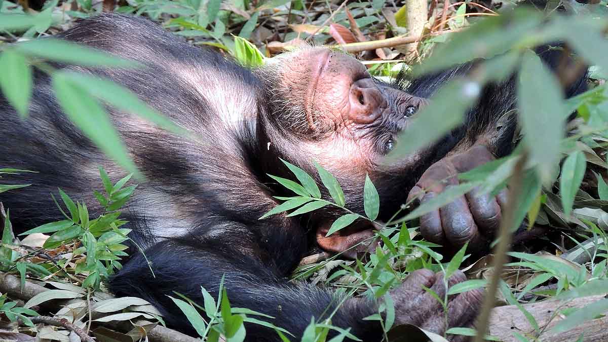 Boozy Monkey Human Alcohol