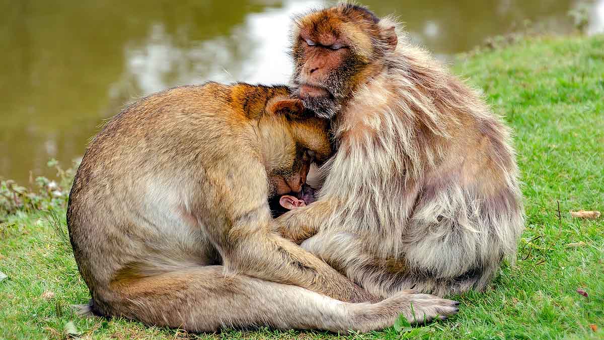 Boozy Monkey Human Alcohol