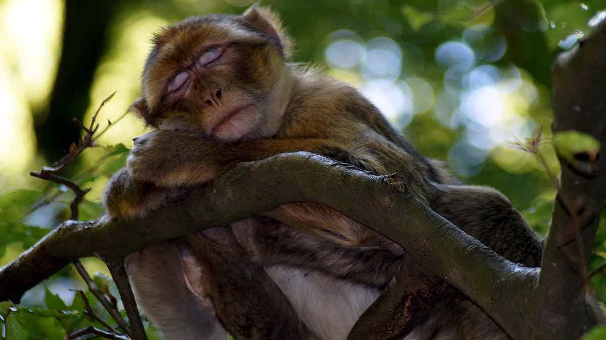 Boozy Monkey Human Alcohol