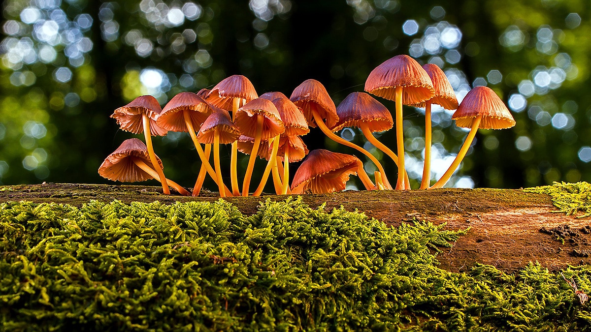 Mushrooms speaks 50 words