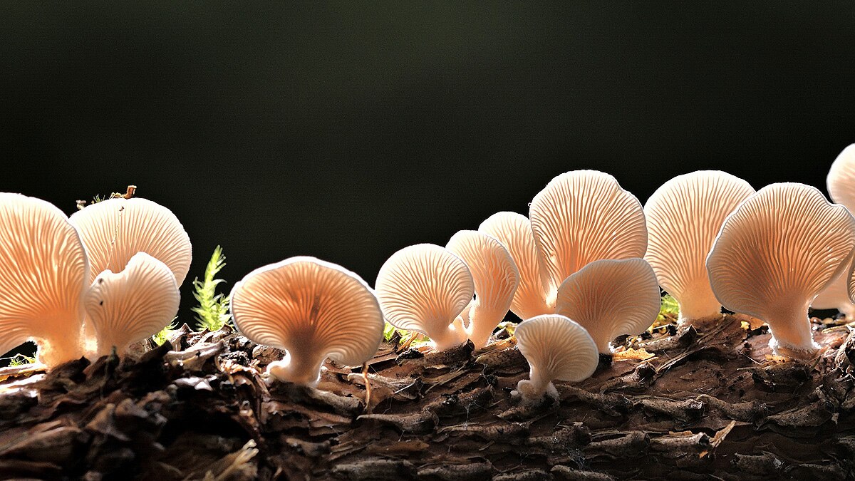 Mushrooms speaks 50 words