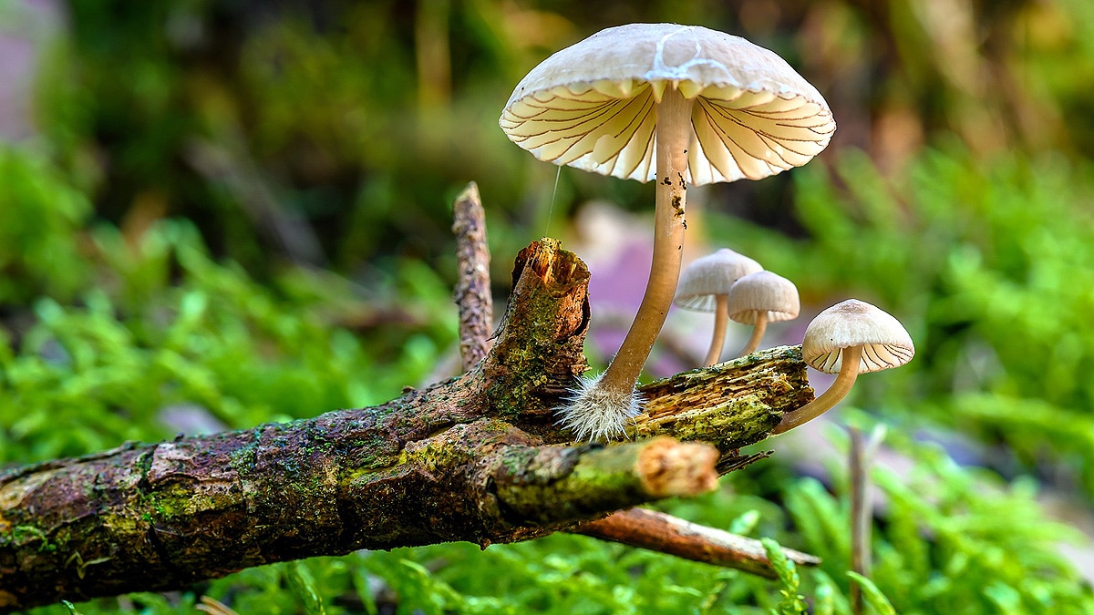 Mushrooms speaks 50 words