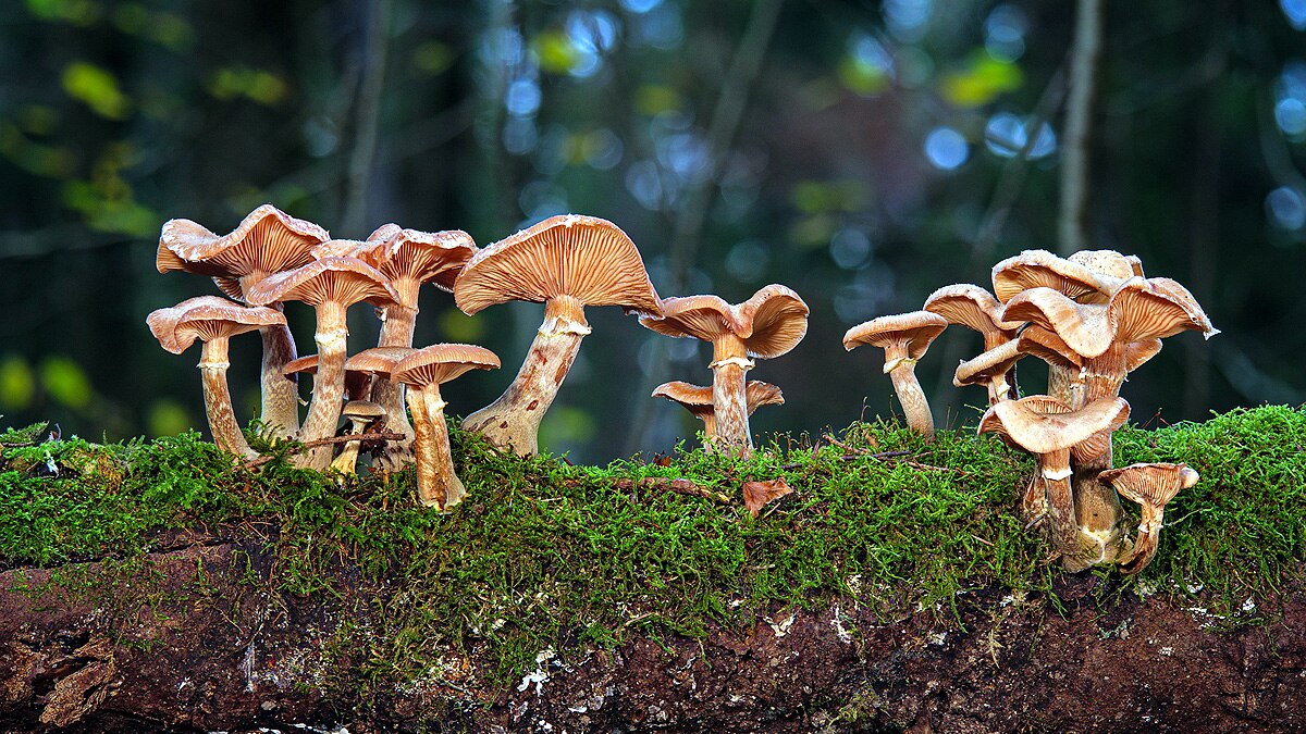 Mushrooms speaks 50 words