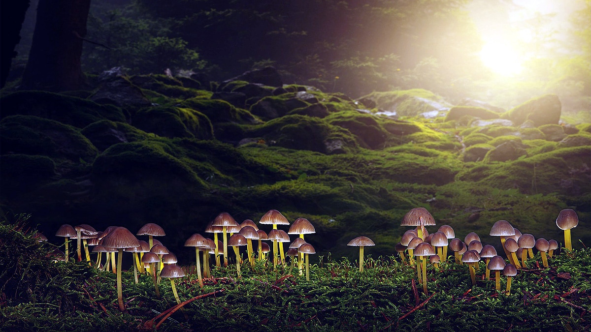 Mushrooms speaks 50 words