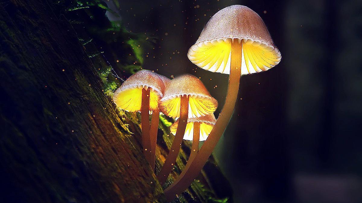 Mushrooms speaks fifty 50 words for communication claims Scientists