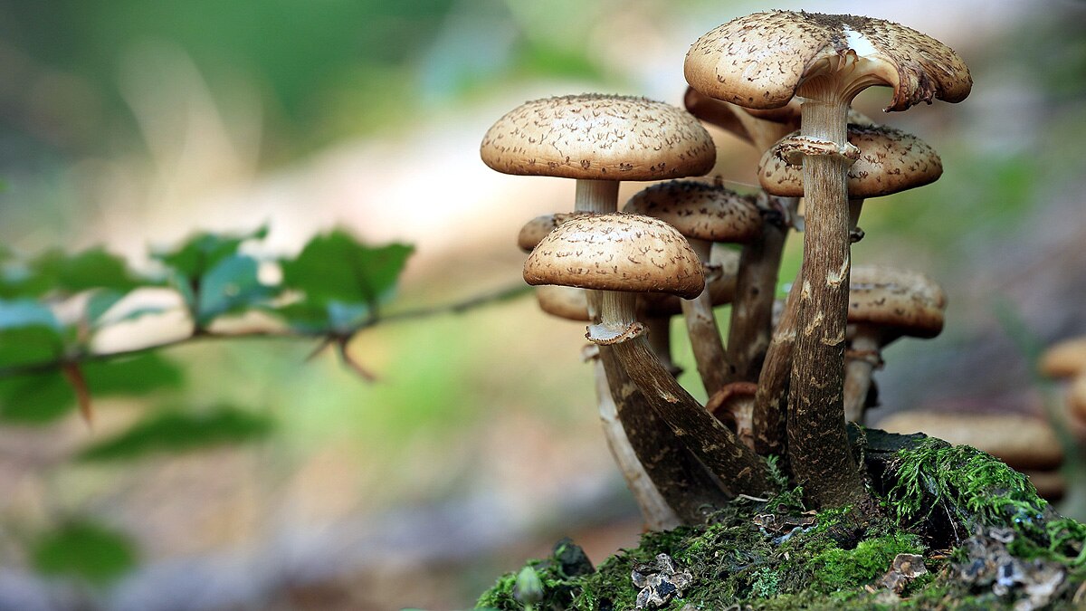 Mushrooms speaks 50 words