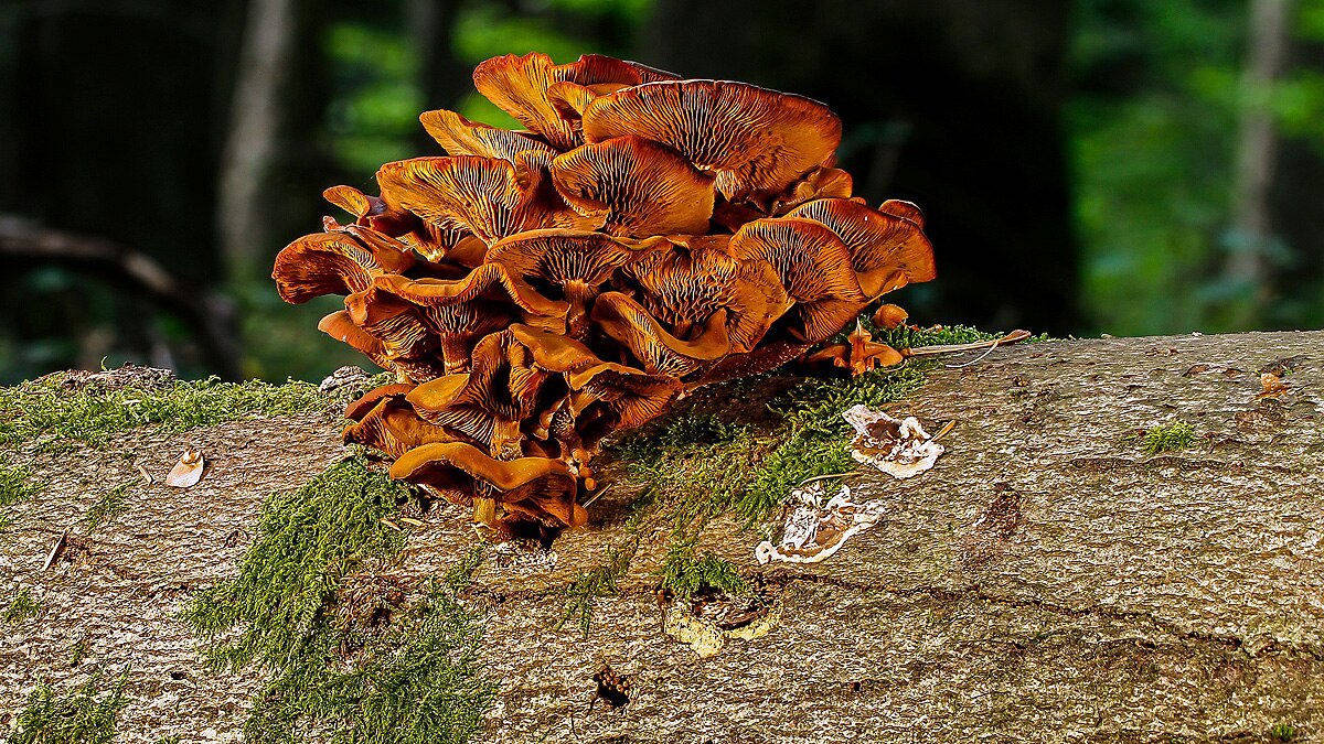 Mushrooms speaks 50 words