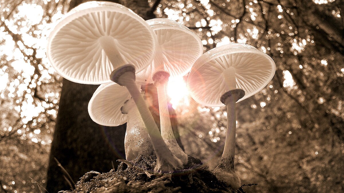 Mushrooms speaks 50 words