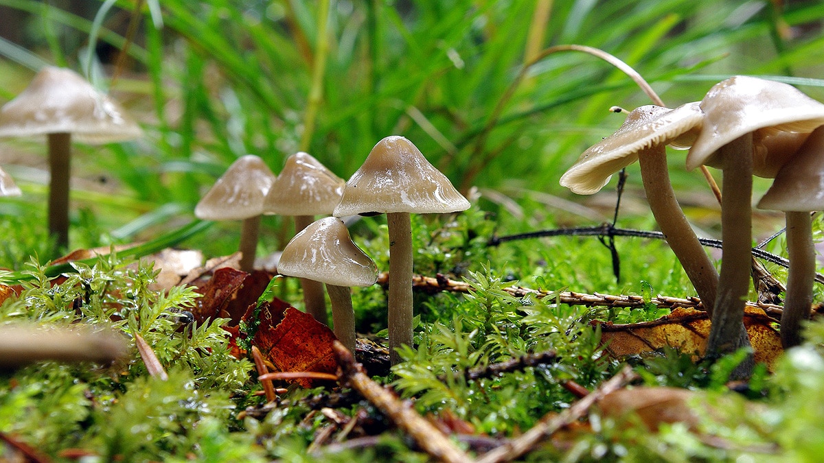 Mushrooms speaks 50 words