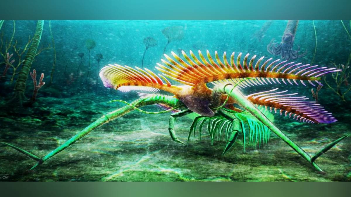 mysterious animal found