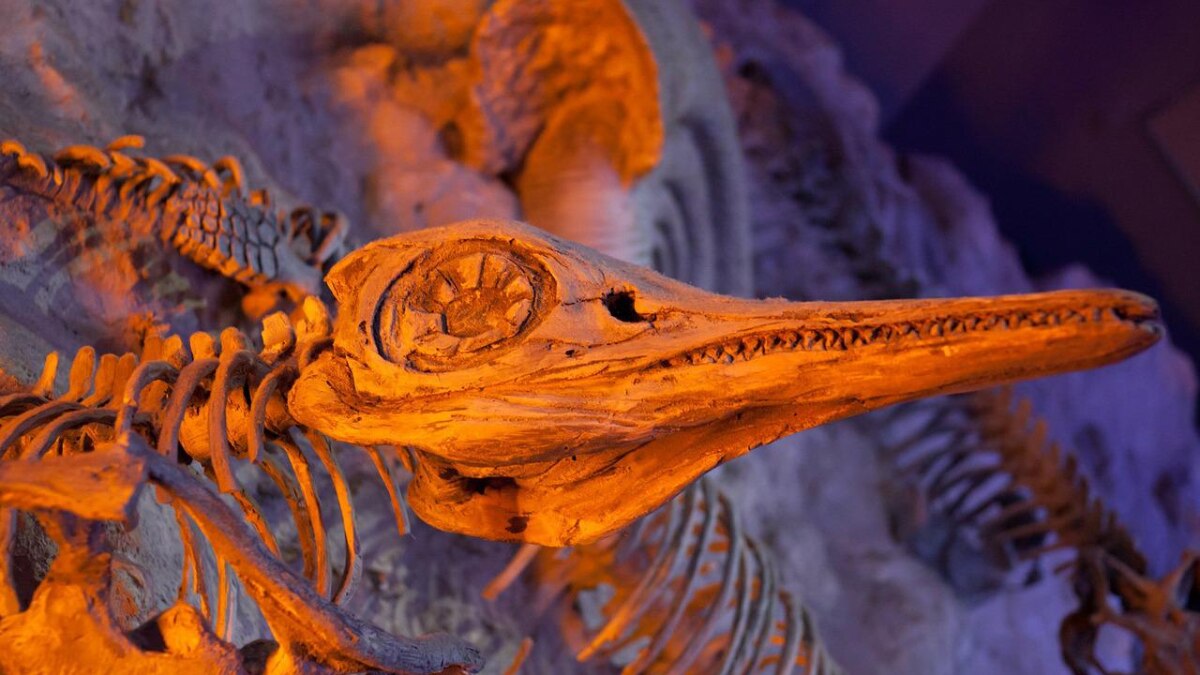 mysterious animal found