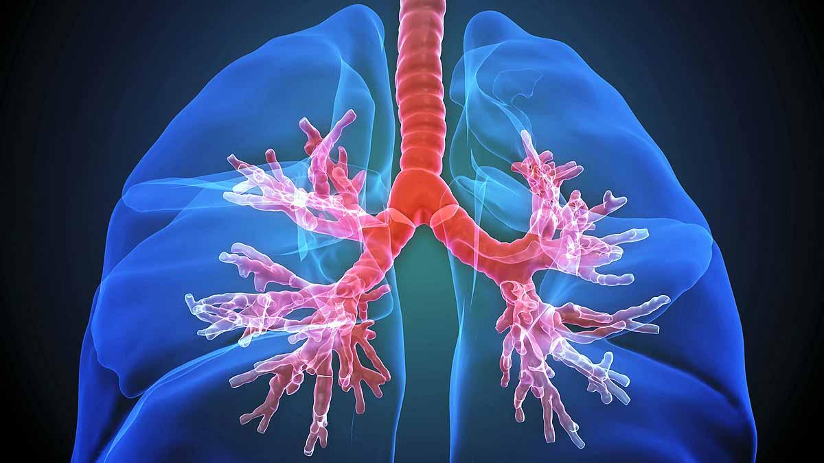 New body part found in Human lungs