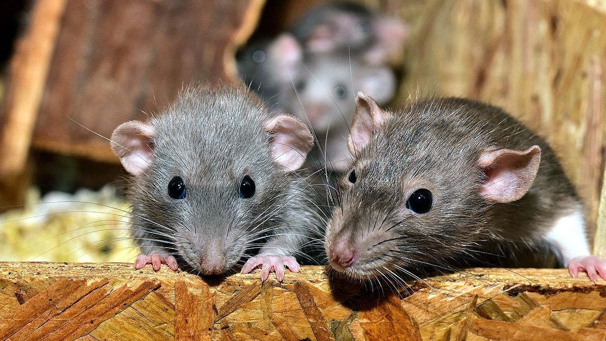 Periods in Women & Female Animals