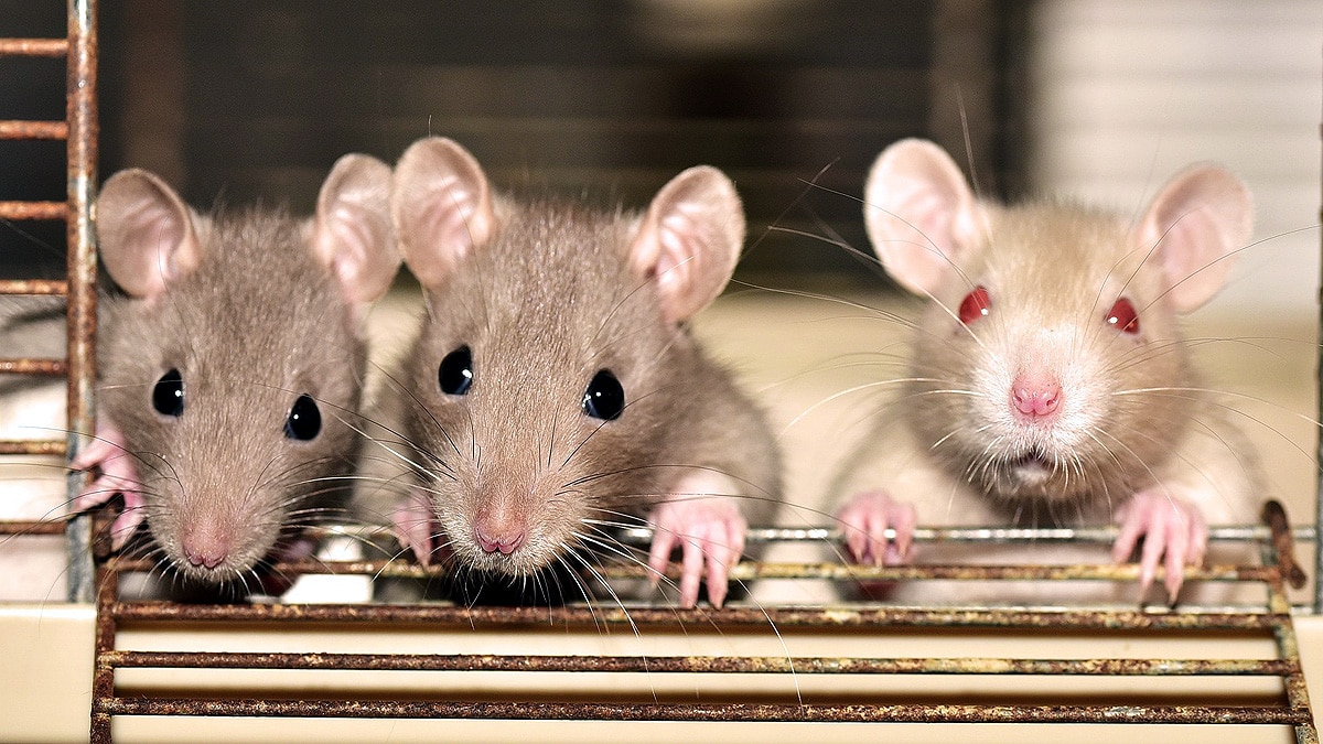 Periods in Women & Female Animals