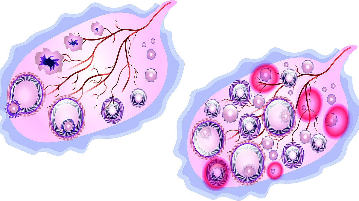 Periods in Women & Female Animals