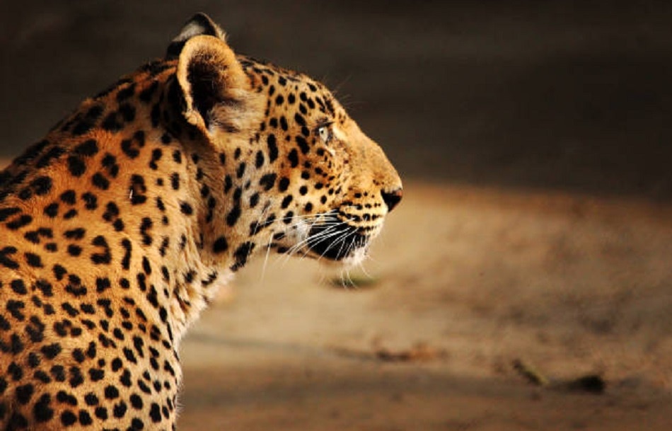 5000 में लॉन्ग वीकेंड का मजा