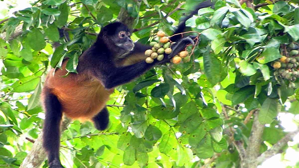 Boozy Monkey Human Alcohol