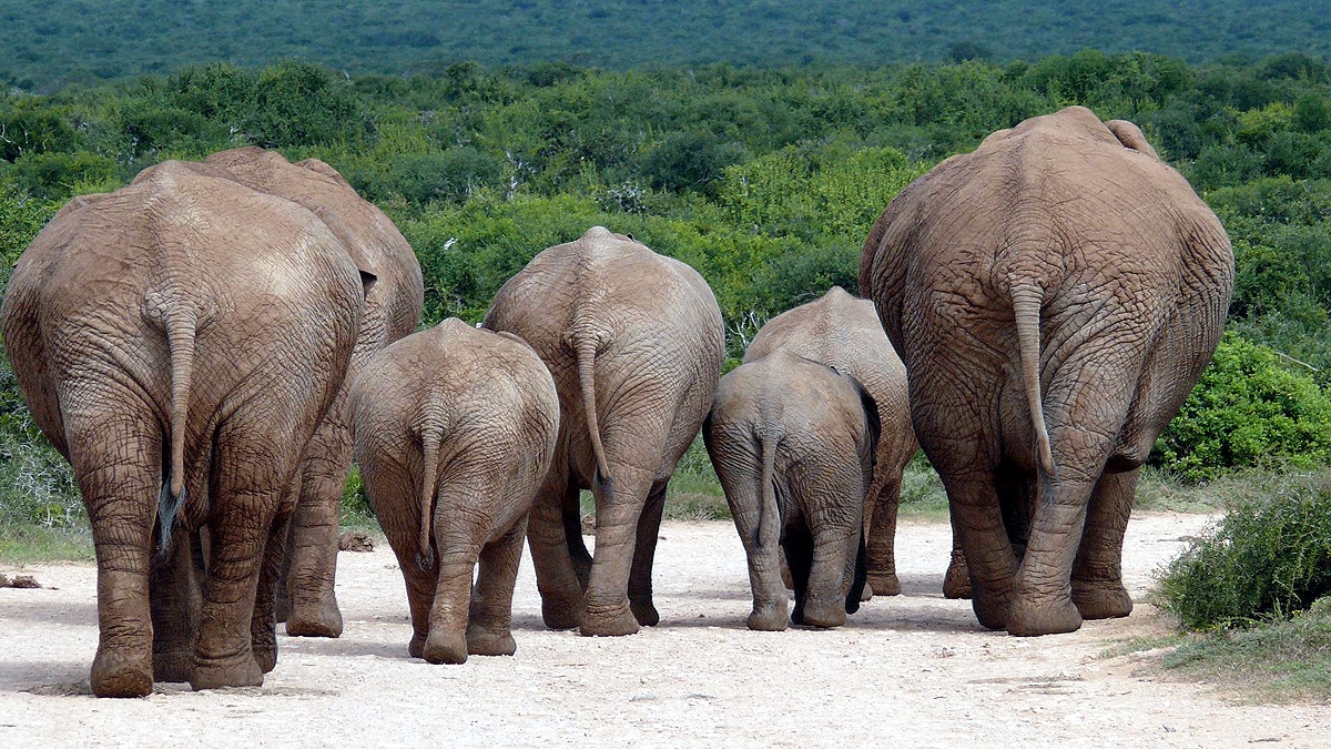 why human butts are so big