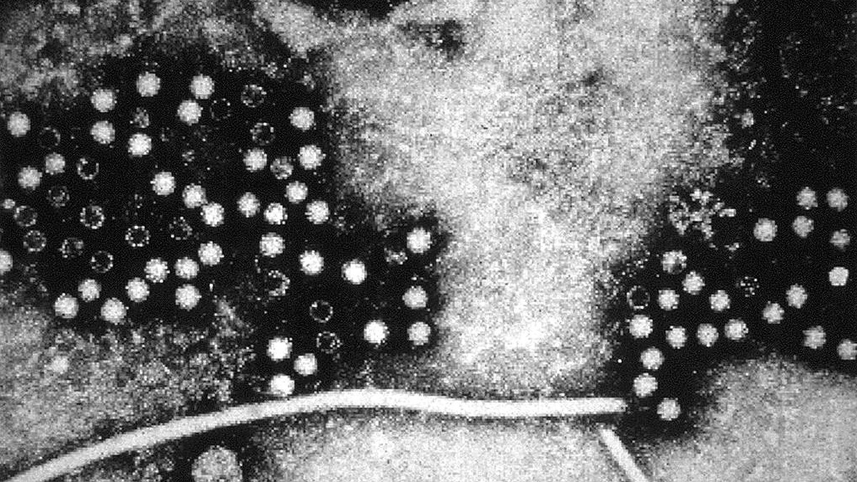 5500 new RNA viruses