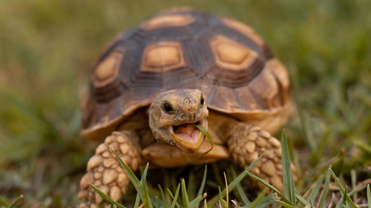 Bum Breathing Turtle