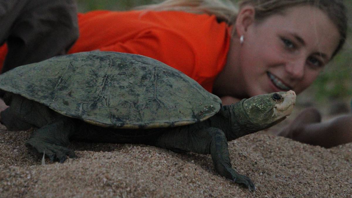 Bum Breathing Turtle