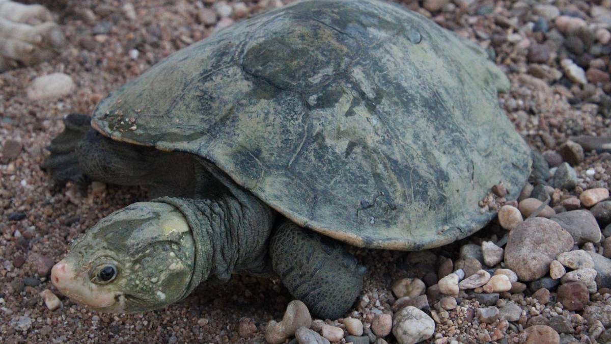 Bum Breathing Turtle