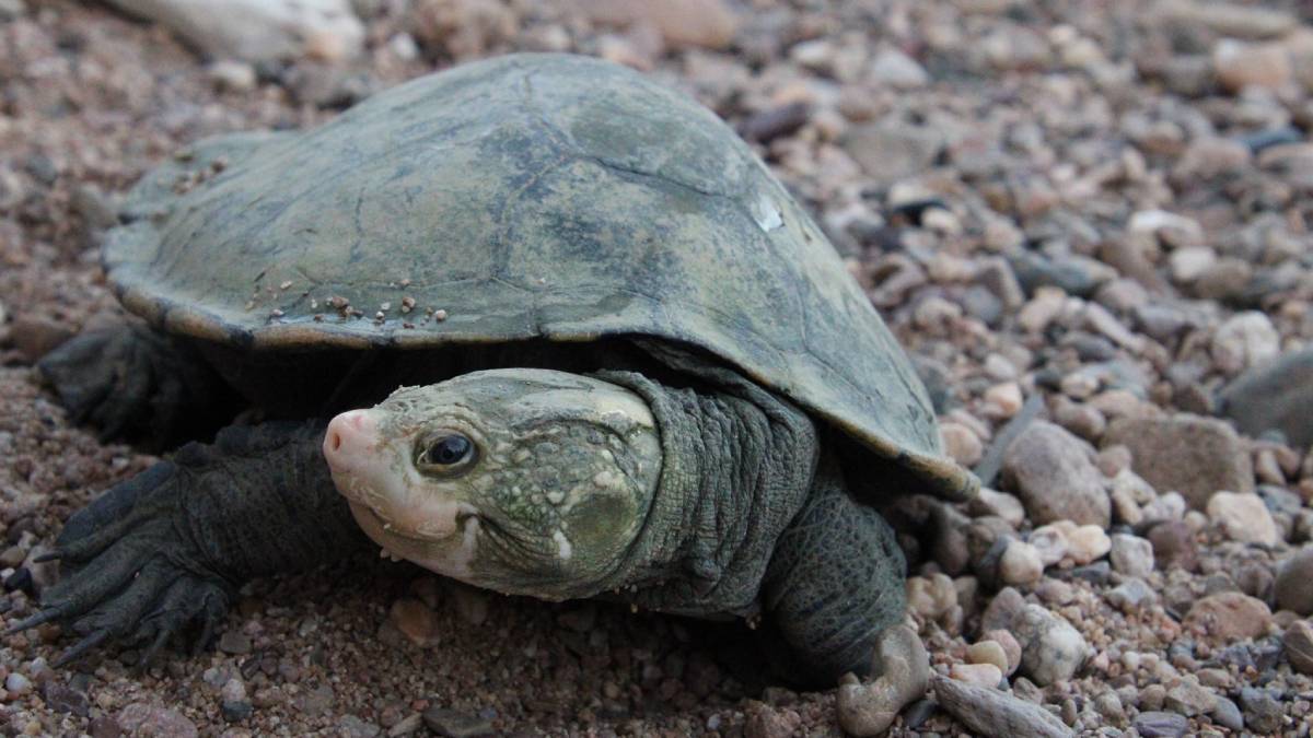 Bum Breathing Turtle