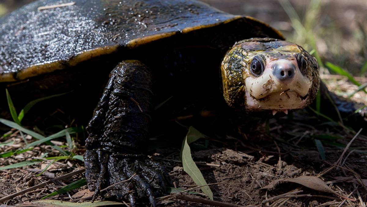 Bum Breathing Turtle